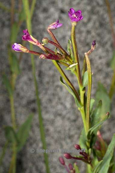 epilobium glaberrimum ssp glaberrimum 3 graphic